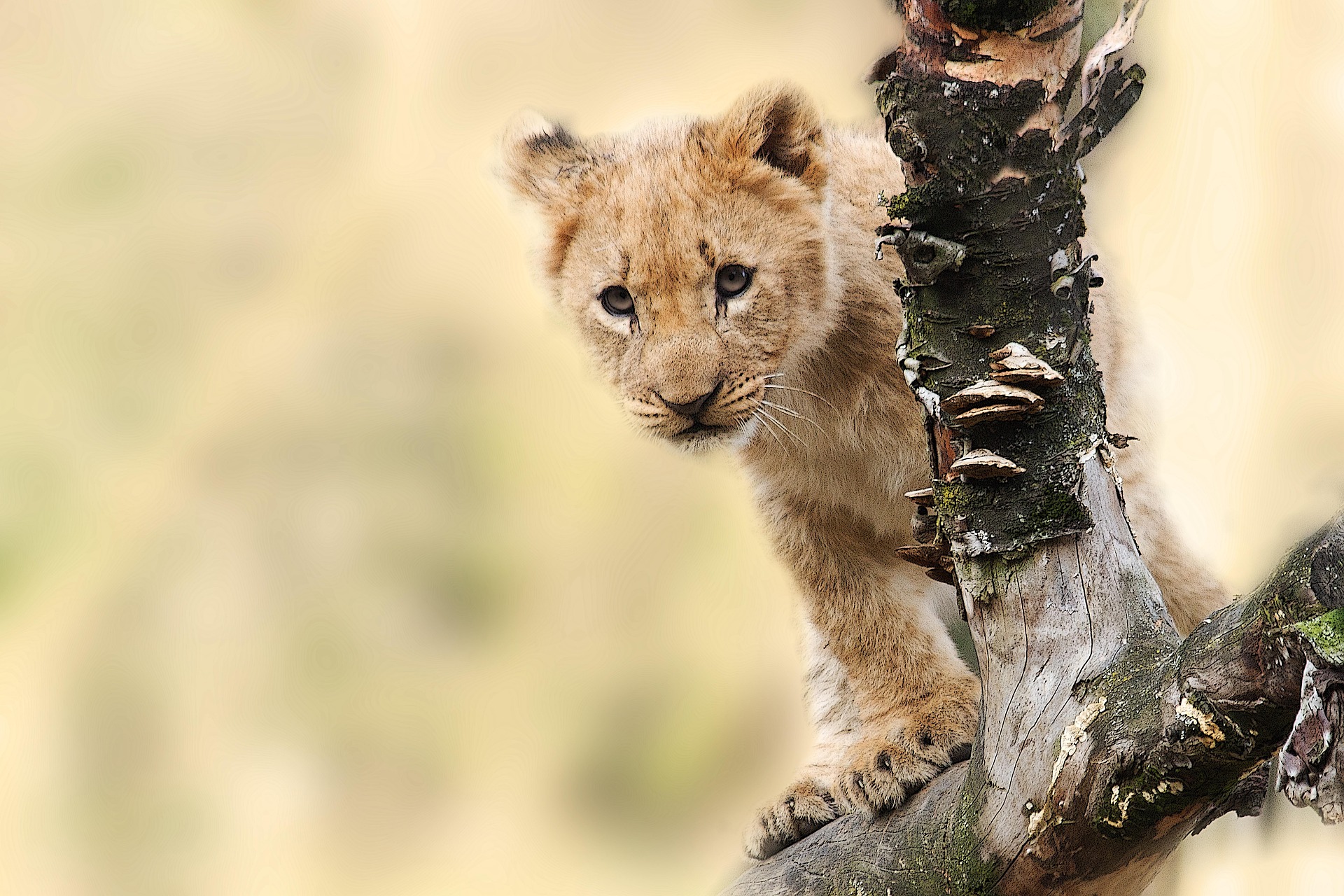 sponchia lion 565820 1920