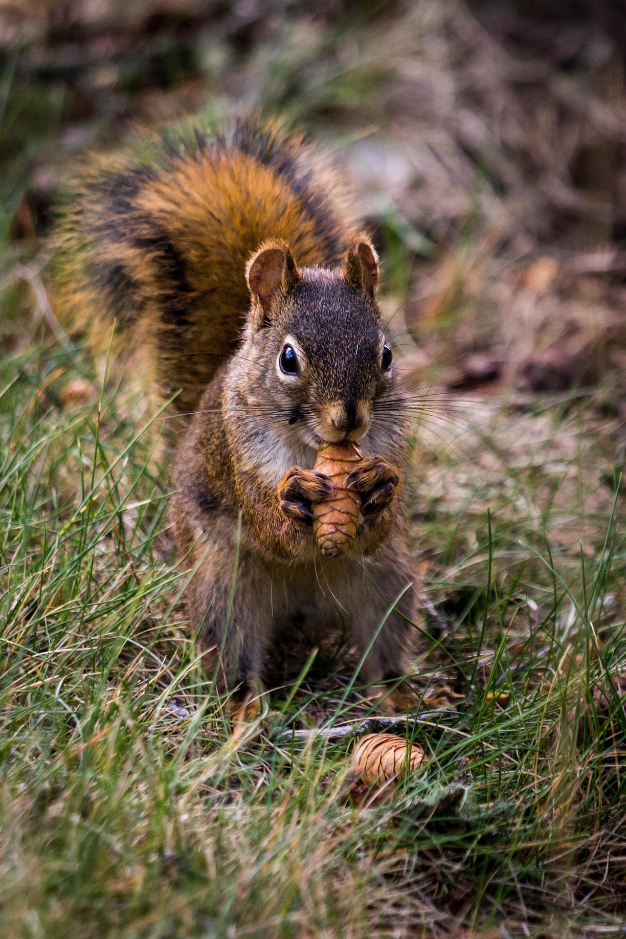 tim tonic squirrel 3662681 1920