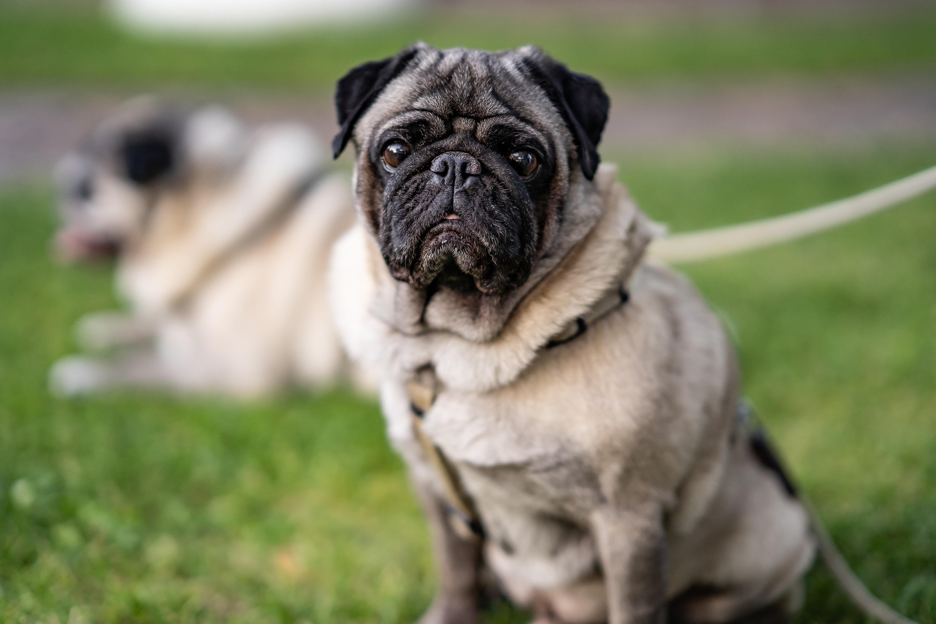 toberoon pug 4314106 1920