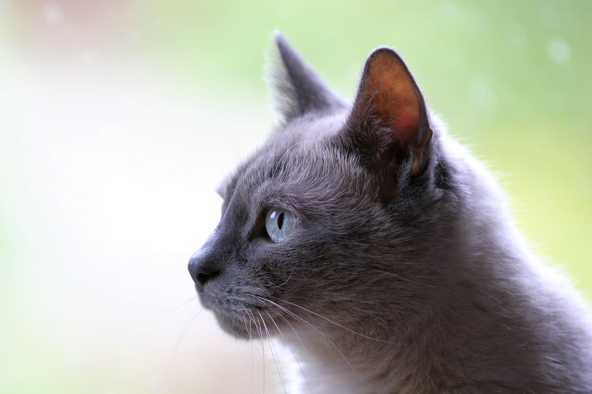 uschi du cat 3261420 1920