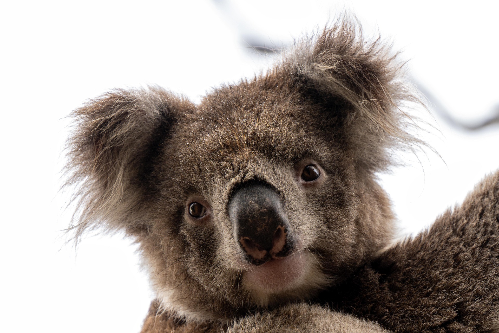 xiserge koala 7830706 1920