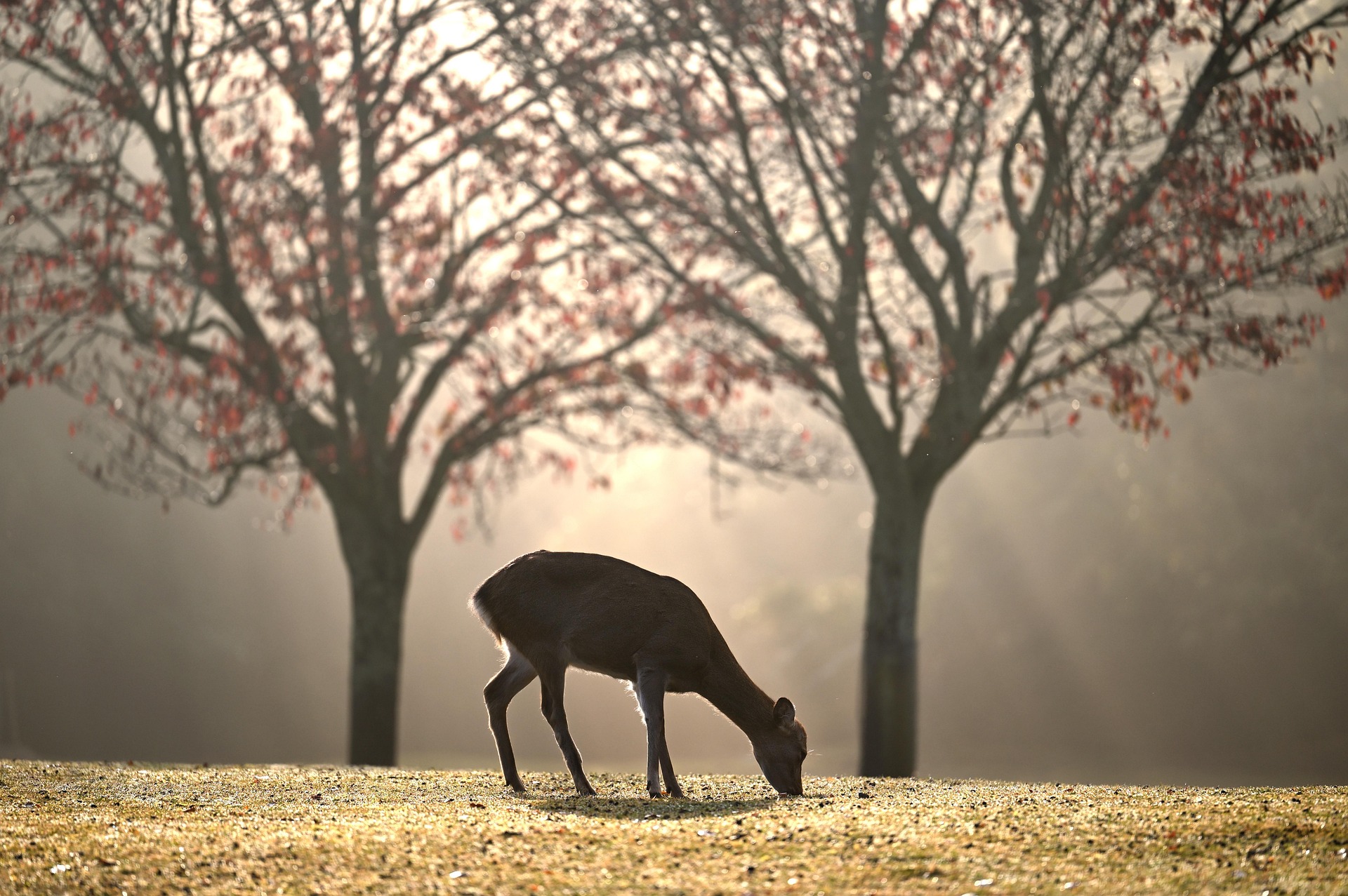 yamabon deer 5723225 1920
