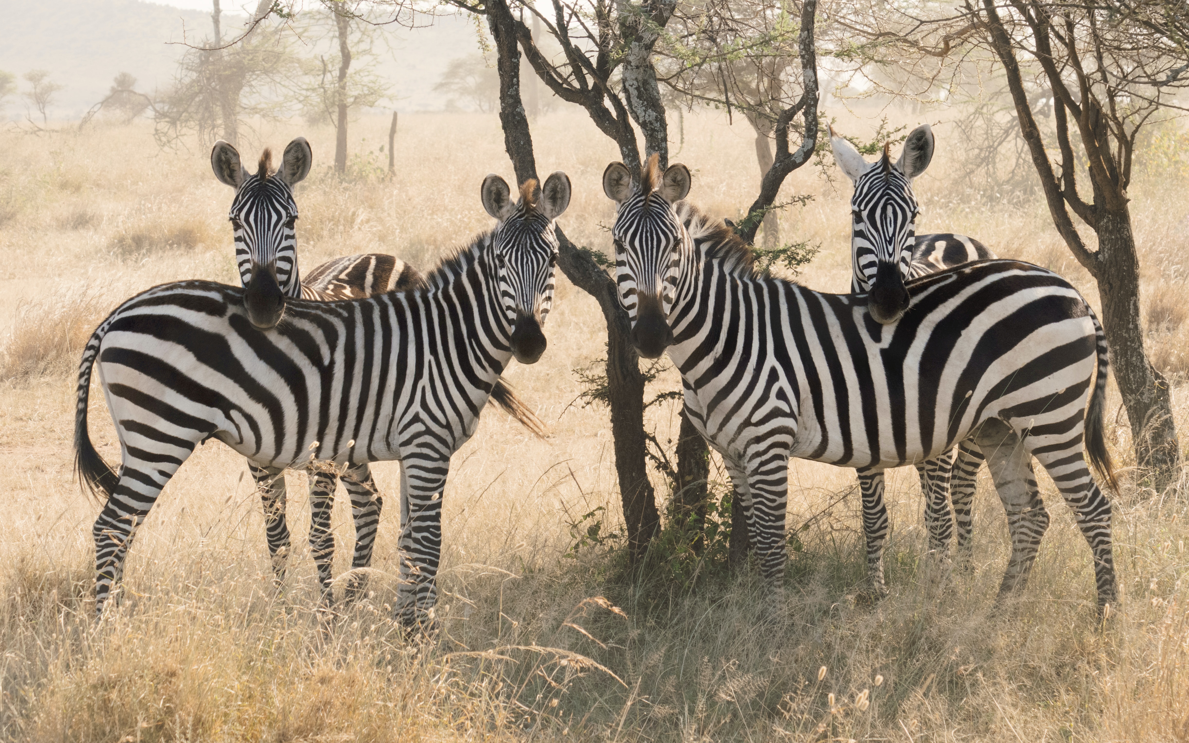 zebra (1)