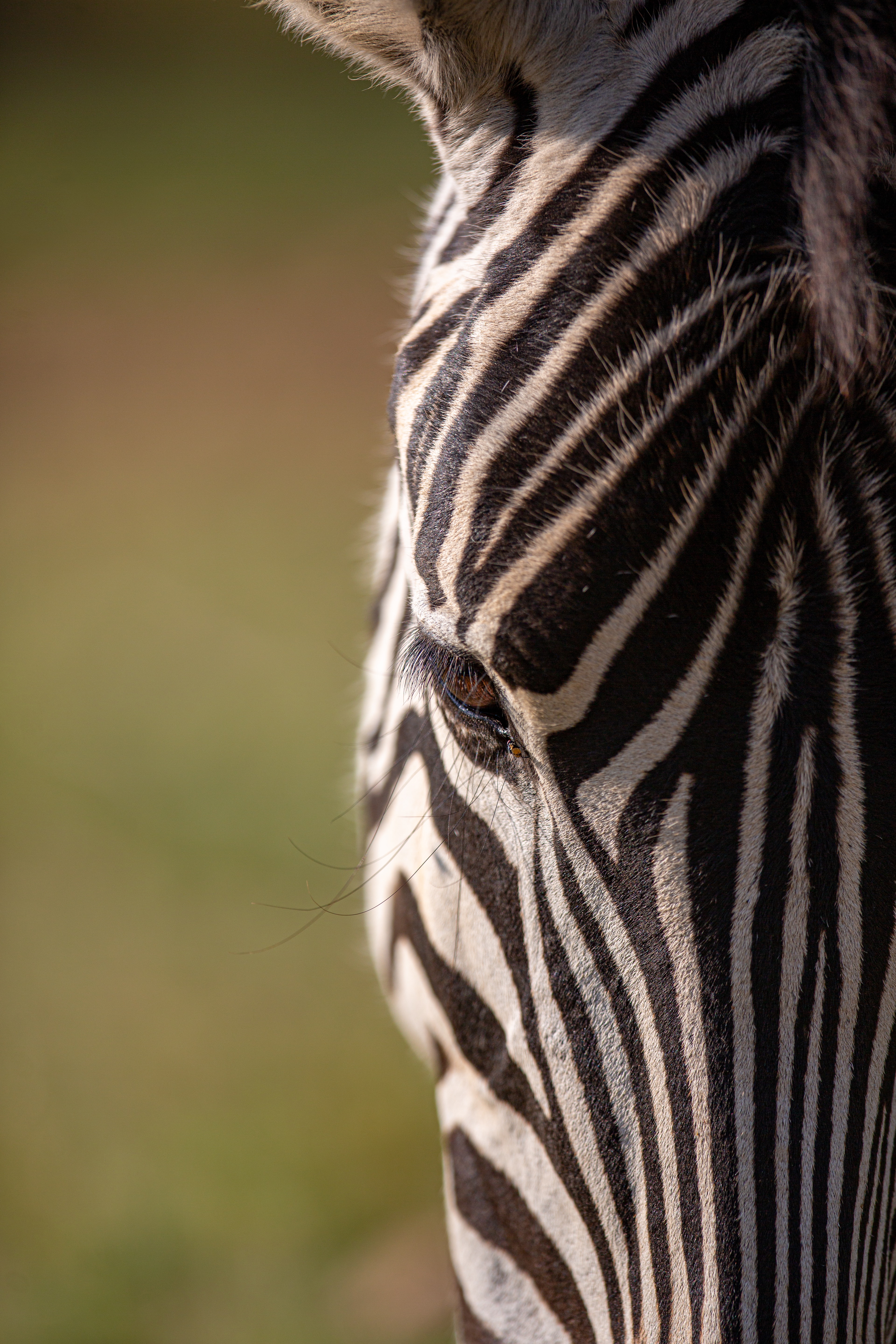 zebra (2)