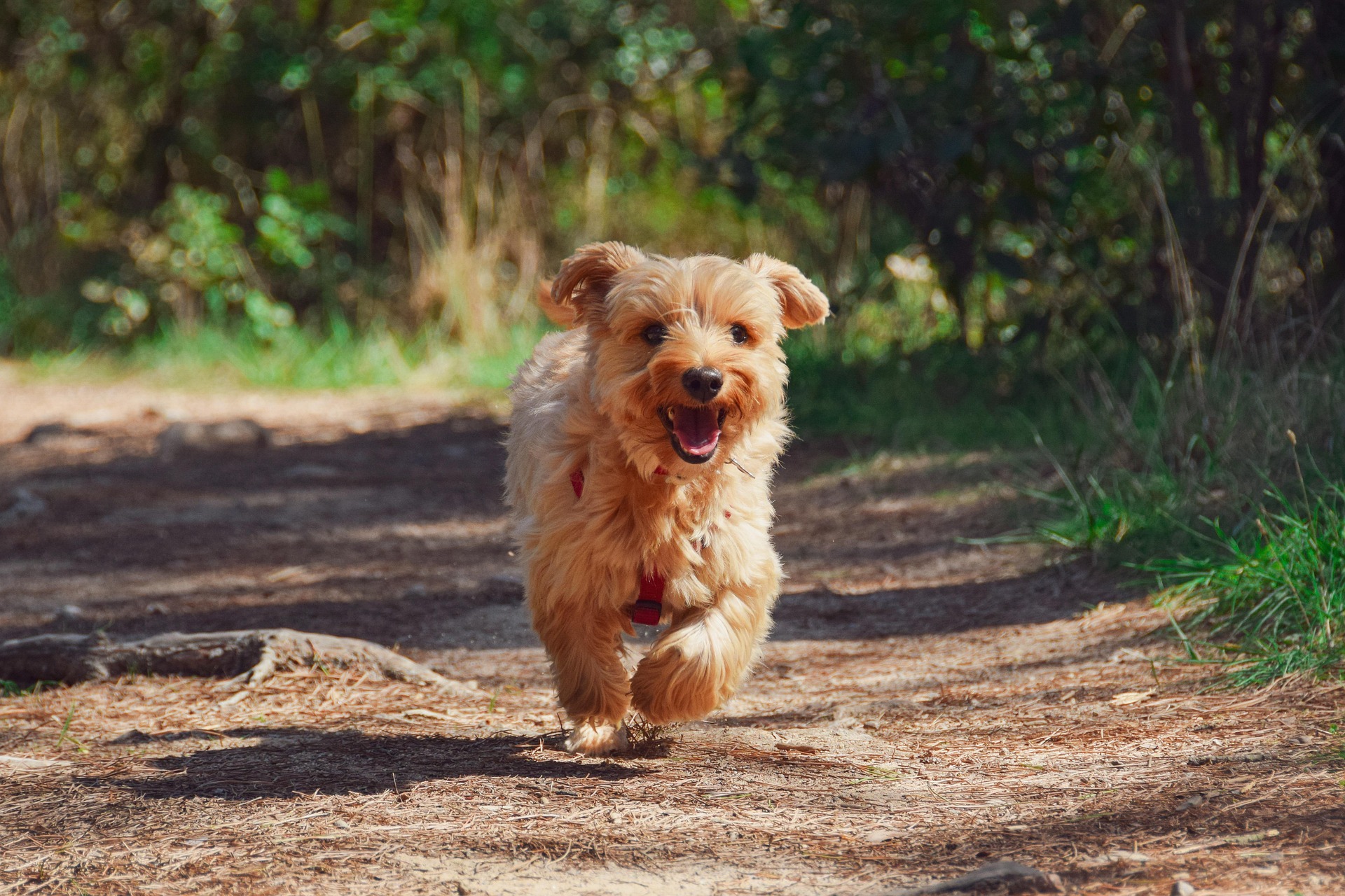 zoegammon puppy 4608266 1920