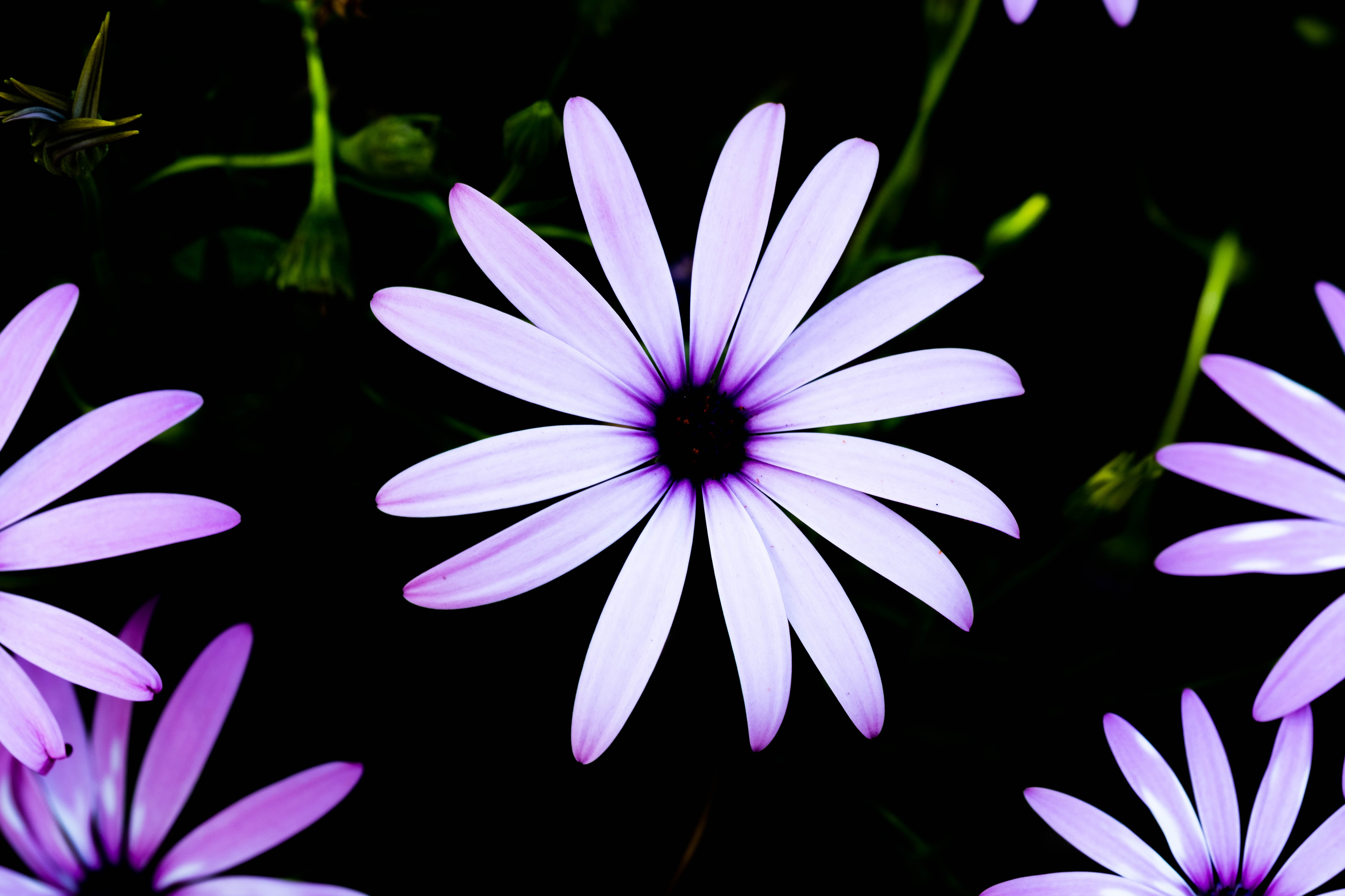 natura (45)